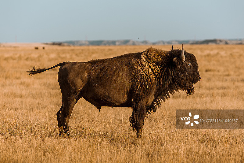 美国南达科他州草地上行走的野牛的侧面图片素材