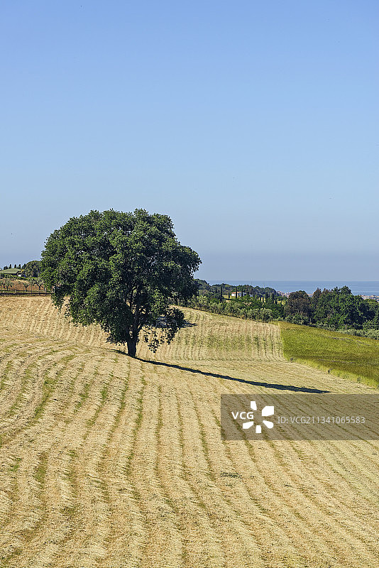 意大利罗马，晴朗天空下的农田风景图片素材