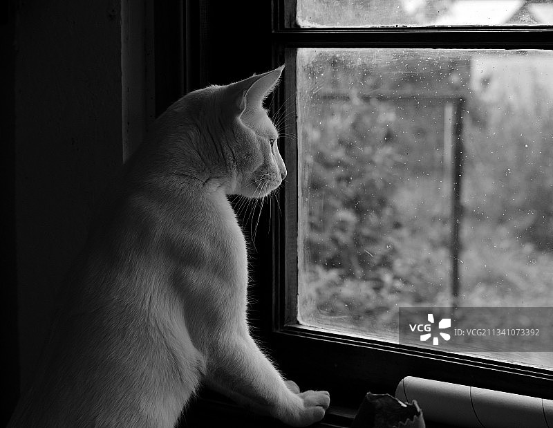 智利，圣维森特德塔瓜瓜，猫咪透过窗户看的特写镜头图片素材