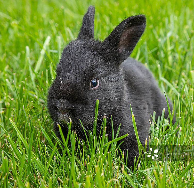 草地上兔子的特写镜头图片素材