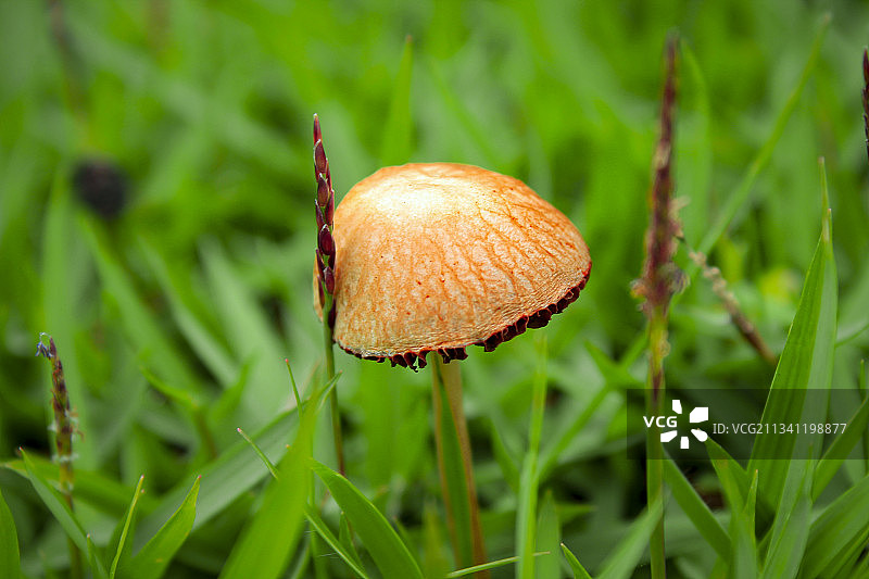 巴西，蘑菇生长的特写镜头图片素材