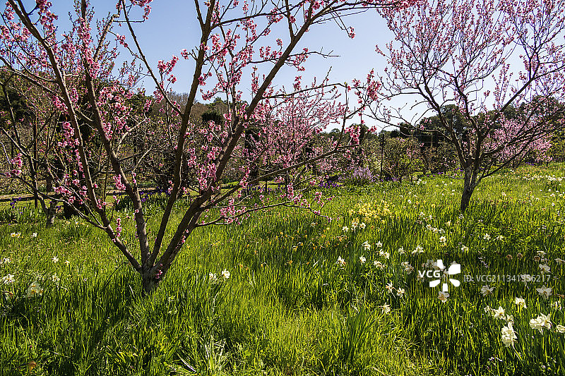 美国加利福尼亚州伍德赛德，田野上的开花植物对着天空图片素材