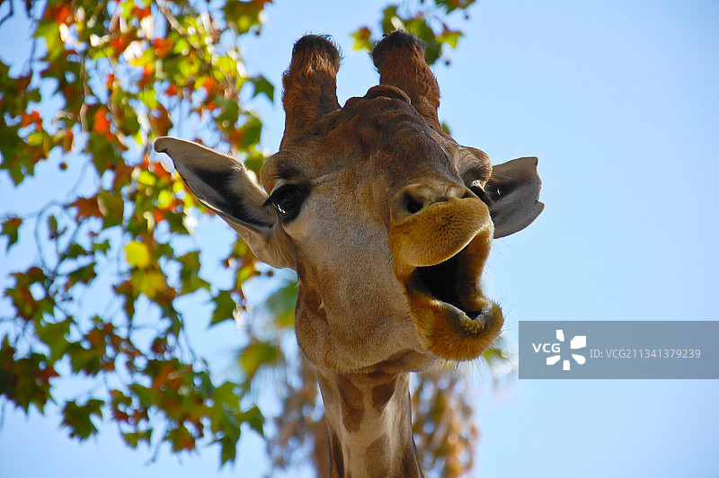 长颈鹿的低角度视图对晴朗的天空图片素材