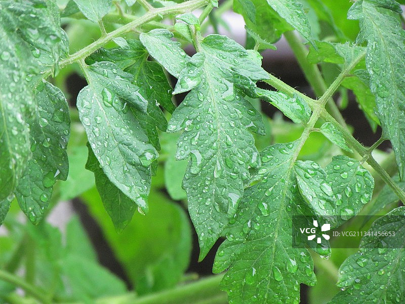 雨季潮湿植物叶片的特写镜头图片素材