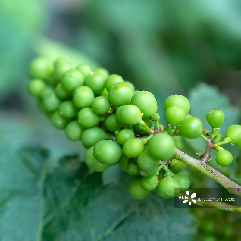 生咖啡豆生长在植物上的特写镜头图片素材