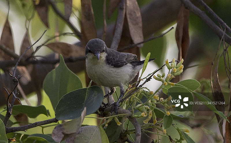栖息在树枝上的热带雀的特写镜头图片素材