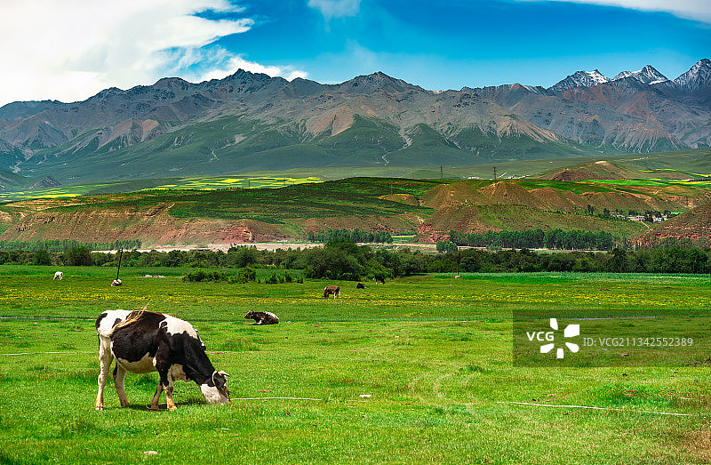 青海省海北州祁连山下牧场里的奶牛图片素材