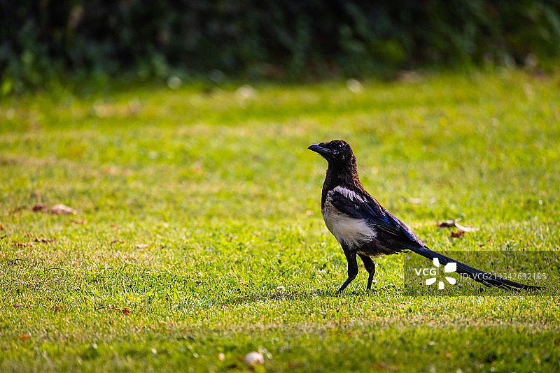 法国，喜鹊栖息在草地上的特写镜头图片素材
