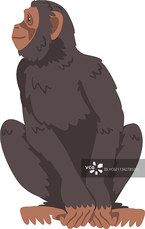 黑猩猩猴为大猿种，原产于图片素材