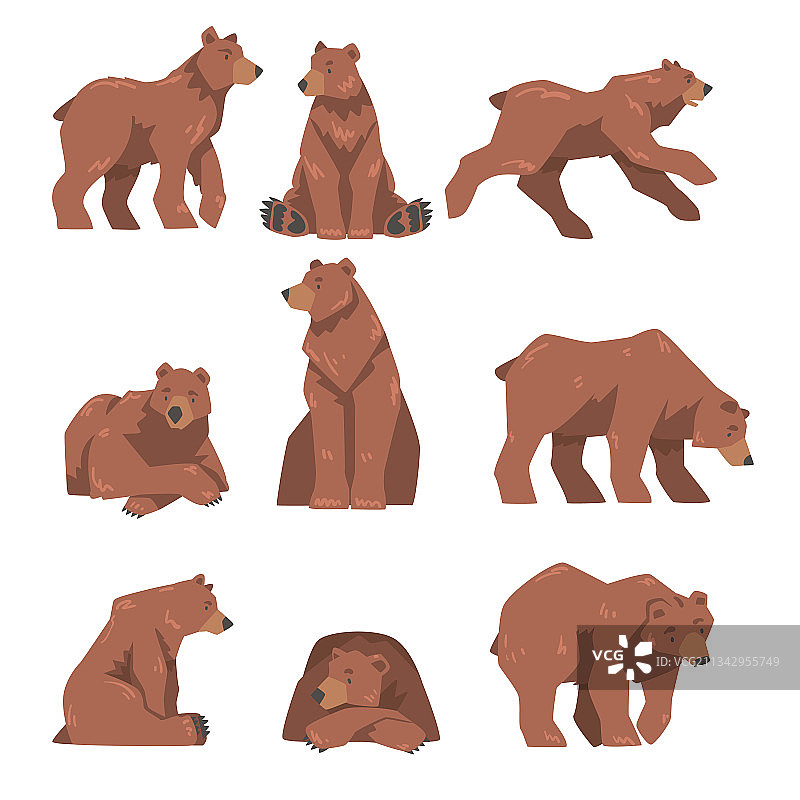 棕熊在不同的姿势设置大野生图片素材
