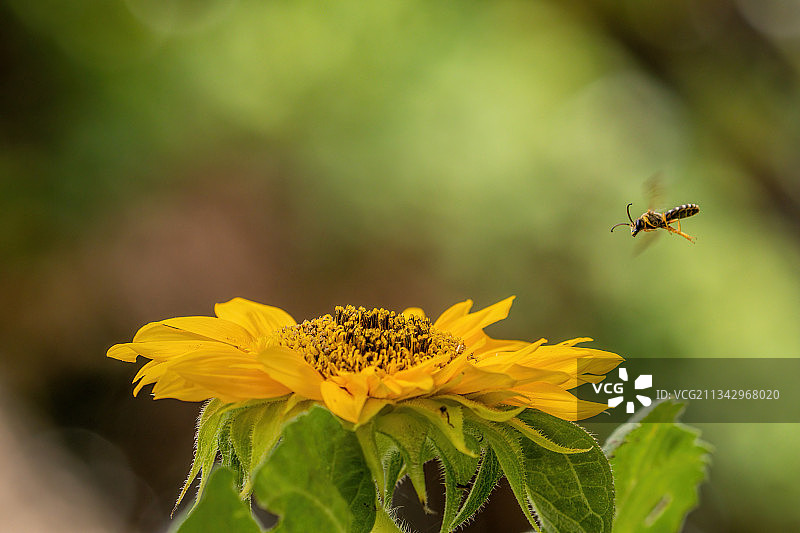 特写的蜜蜂在黄花上授粉，拉戈帕特里亚，意大利那不勒斯的大都市图片素材