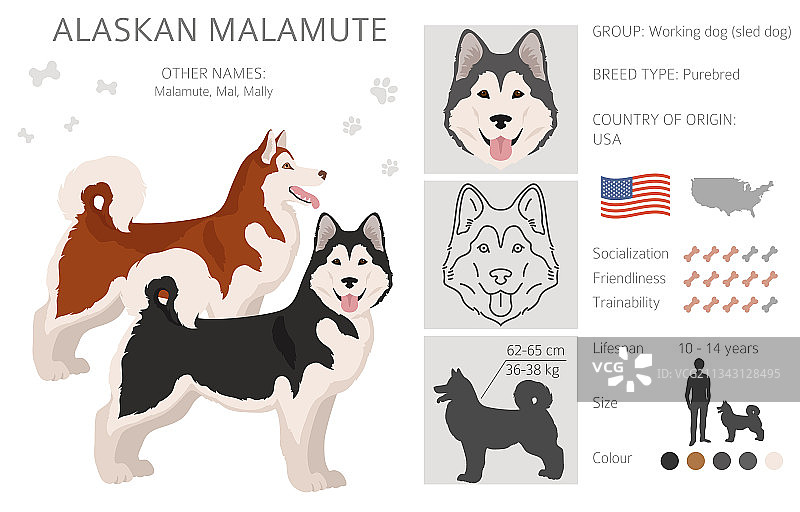 阿拉斯加雪橇犬所有颜色剪纸不同图片素材