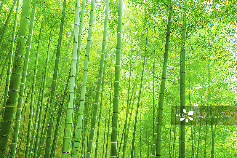 绿竹林翠竹子图片素材