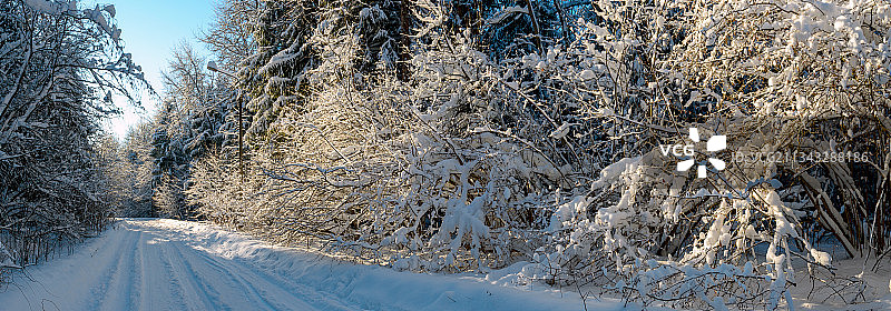 雪地上的树图片素材