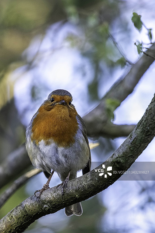 英国，英国，东格林斯特德，栖息在树枝上的鸣禽知更鸟的特写图片素材