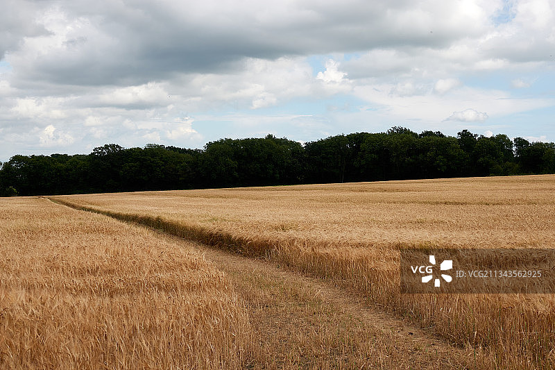 英国，英国，天空映衬下的农田风景图片素材