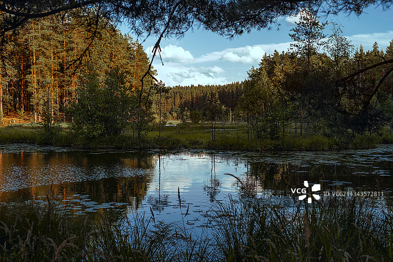 森林中的湖泊在天空的衬托下的风景图片素材
