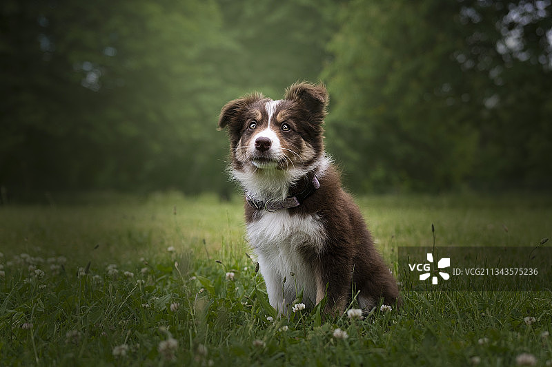 波兰，野外牧羊犬的肖像图片素材