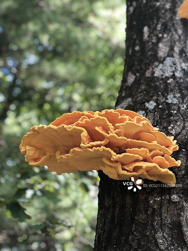 特写蘑菇生长在树干上图片素材