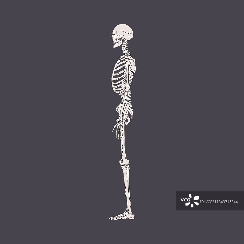 侧视图人体骨骼与现实的骨头图片素材