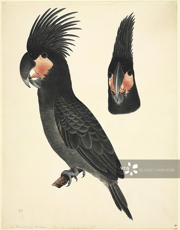 棕榈凤头鹦鹉，19世纪图片素材