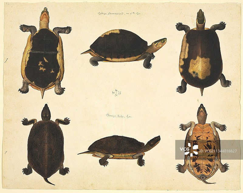 中国龟，19世纪图片素材