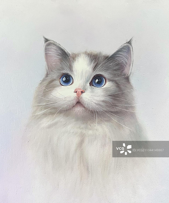 布偶猫|油画|写实图片素材