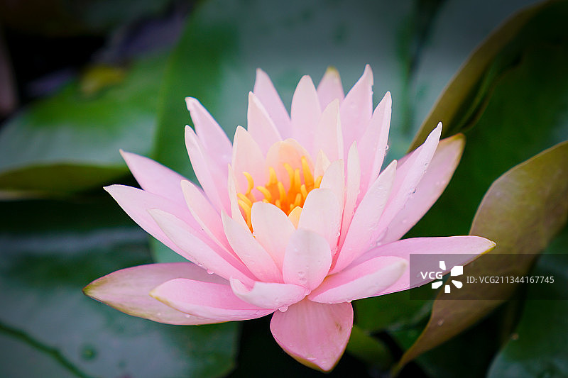 福州温泉公园盛开的莲花图片素材