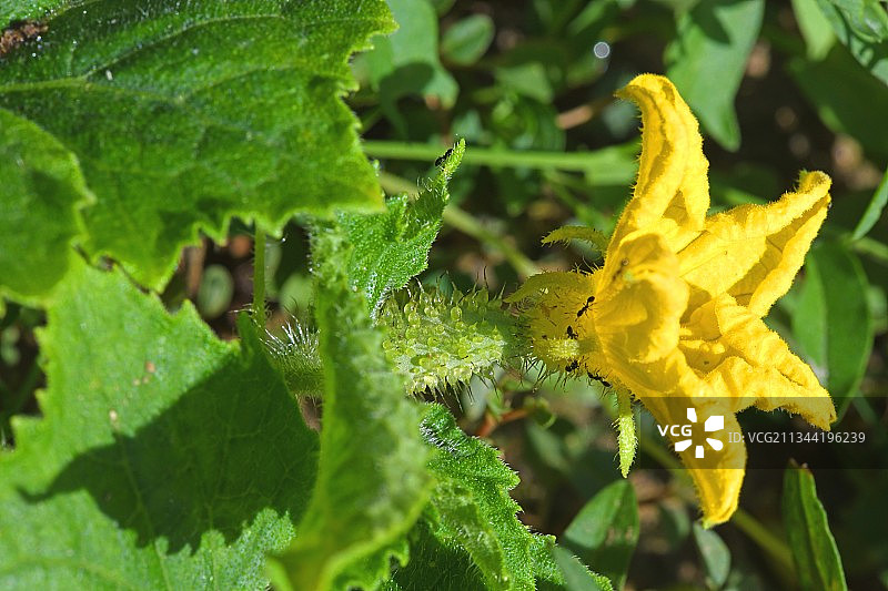 法国黄色开花植物的特写图片素材