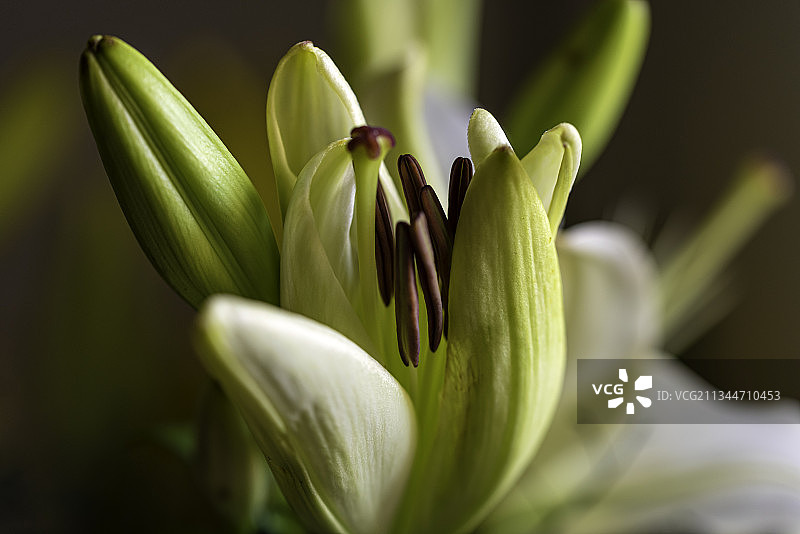 白色开花植物的特写，Gurugram，哈里亚纳邦，印度图片素材