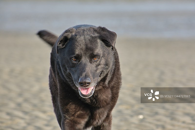 黑色拉布拉多猎犬的肖像站在海滩上，美国，美国图片素材