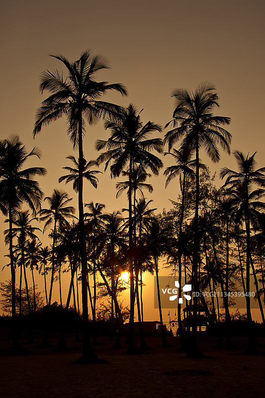 印度，日落时沙滩上棕榈树的剪影图片素材