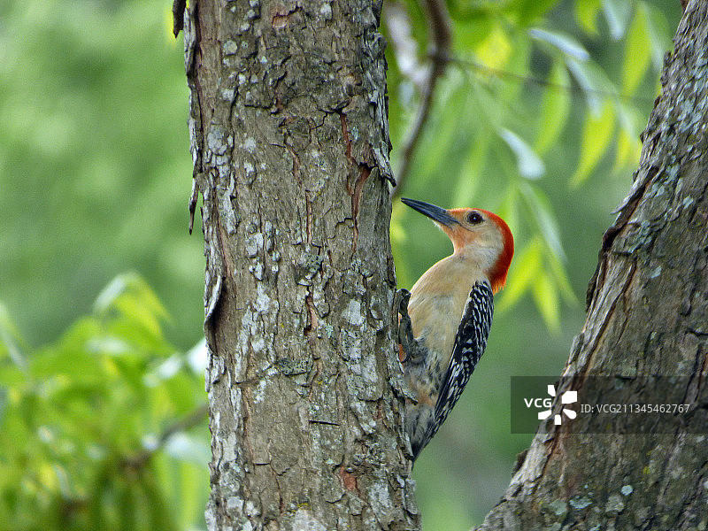啄木鸟栖息在树干上的特写，蒙哥马利县，德克萨斯州，美国，美国图片素材