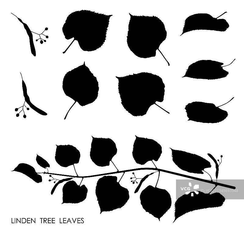 黑色的剪影菩提树树叶孤立图片素材