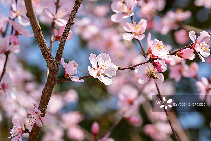 春天公园里盛开的樱花图片素材