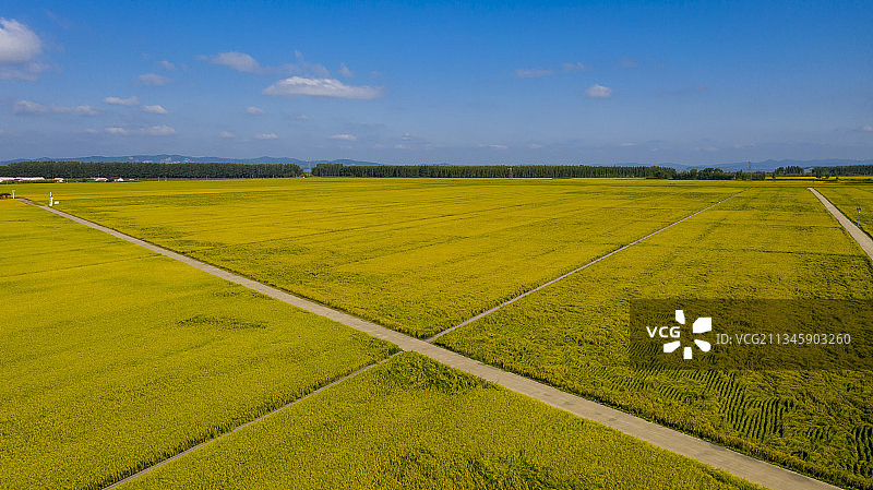 吉林省吉林市永吉县万昌镇大片水稻丰收在望（无人机照片）。图片素材