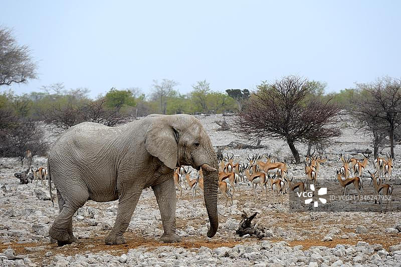 非洲纳米比亚Etosha国家公园，非洲象(Loxodonta africana)在跑道上，一群跳羚(Antidorcas有袋羚)在背景中图片素材