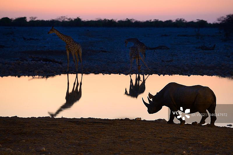 安哥拉长颈鹿(长颈鹿camelopardalis angolensis)和黑犀牛(Diceros bicornis)倒映在落日余晖下的水坑里，奥考奎霍，埃托沙国家公园，非洲纳米比亚图片素材