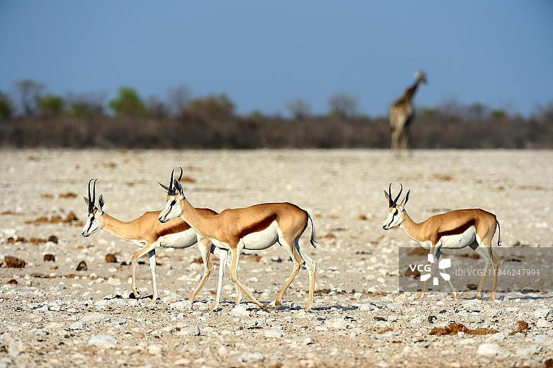 非洲纳米比亚埃托沙国家公园，旱季，有袋跳羚群图片素材