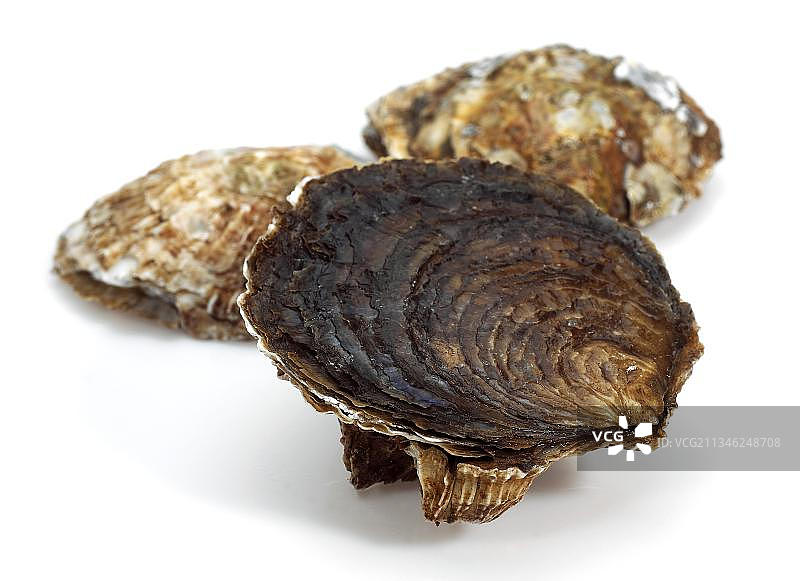 这是一种法国牡蛎，叫做盘贝龙，ostrea edulis，白色背景下的海鲜图片素材