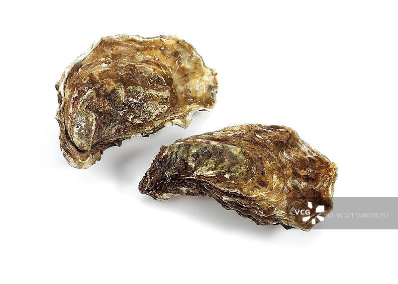 法国牡蛎，叫做马伦德奥勒龙，ostrea edulis，白色背景下的海鲜图片素材