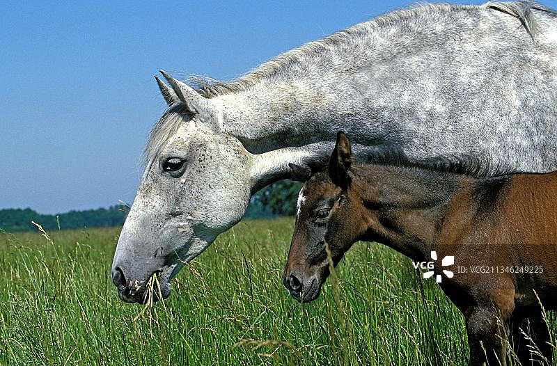 卢西塔诺，母马带着小马驹在草地上图片素材
