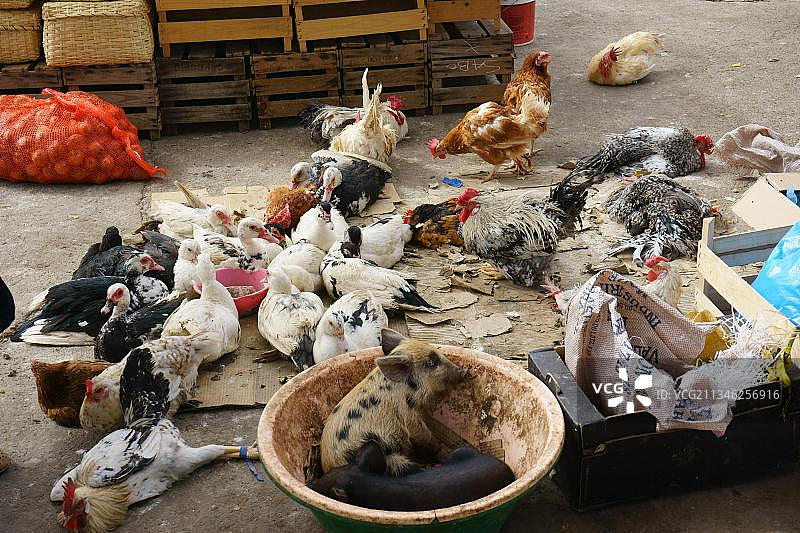 鸡，鸭和小猪在Sucupira市场，普拉亚，圣地亚哥，佛得角群岛，佛得角，佛得角，非洲图片素材