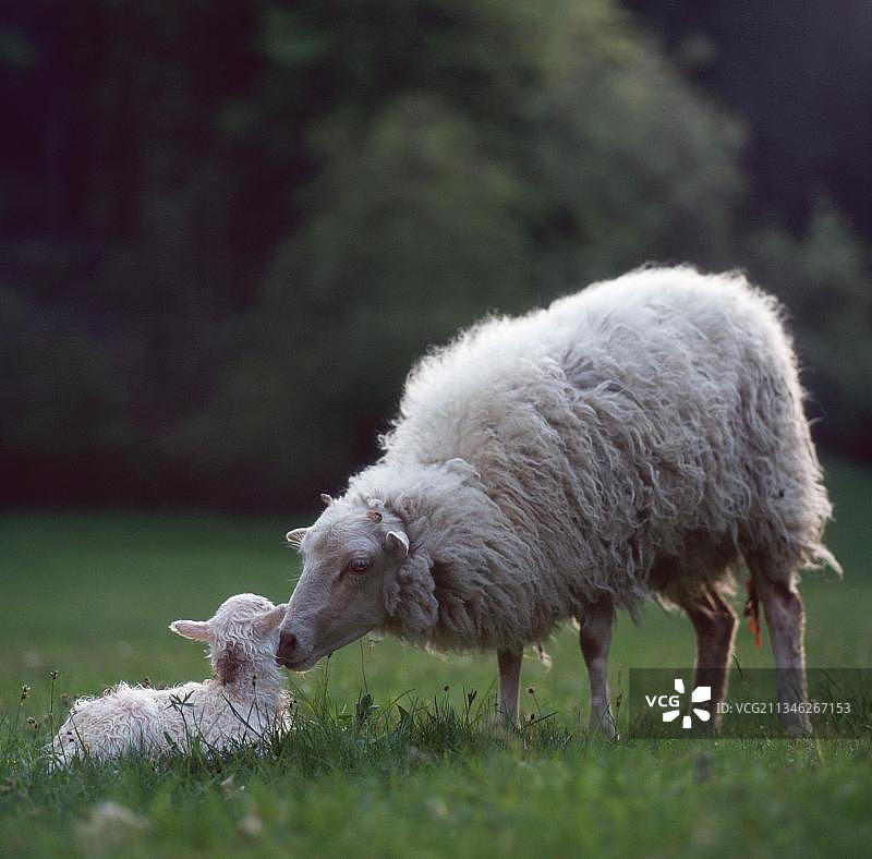 家绵羊，母羊和小羊羔，斯库登，母羊和小羊羔，斯库德，绵羊，绵羊图片素材