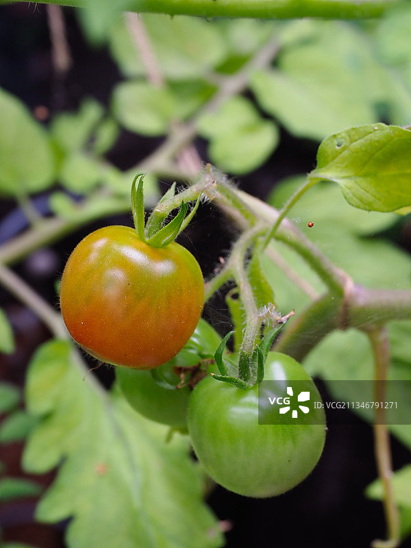 西红柿在植物上生长的特写镜头图片素材