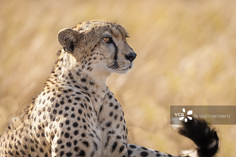肯尼亚马赛马拉国家保护区，猎豹坐在野外的特写镜头图片素材