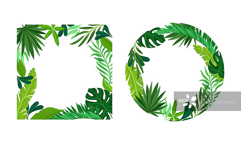 夏天的热带树叶框定框圆图片素材
