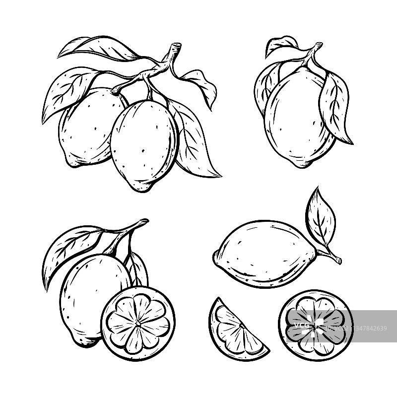 柠檬素描单柑橘与叶子图片素材