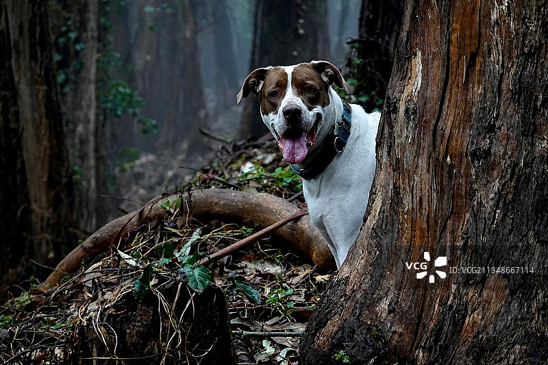 纯种狗坐在森林的树干上图片素材