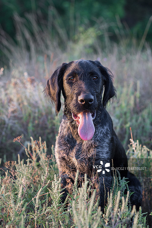 乌克兰，野地上纯种狩猎指示犬的肖像图片素材